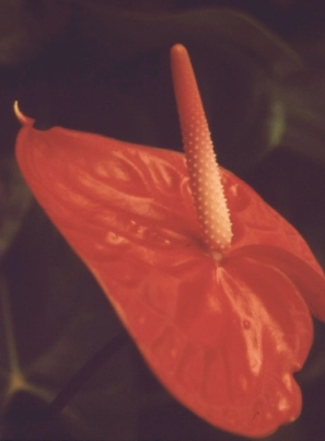Närbild av röd anthurium.